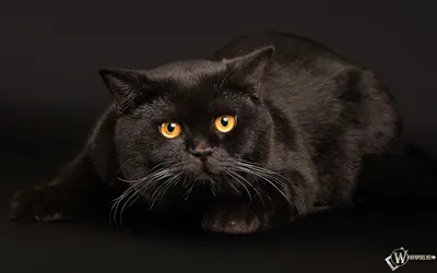 Черных британцев котов - картинки и фото koshka.top