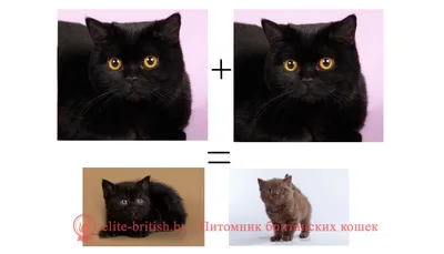 Черный британский кот, фото. Британская кошка чёрного окраса, описание и  особенности