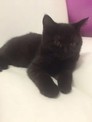 Британский кот черный - 62 фото