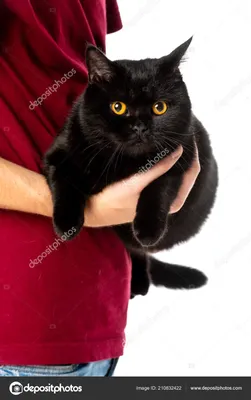 Котенок мальчик британский короткошерстный (британец) черный Sapfir. - Фото  кошек №19373 - SunRay