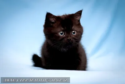 Обои кошка, кот, взгляд, серый, портрет, черный фон, смотрит, мордаха,  британский, британец, дымчатый картинки на рабочий стол, раздел кошки -  скачать