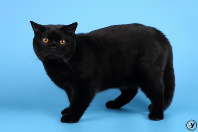 Создать мем \"британский вислоухий кот черный, кот черный британец вислоухий  молодой, кошка\" - Картинки - Meme-arsenal.com