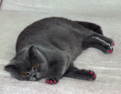 Черный кот с оранжевыми глазами - 48 фото