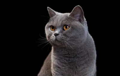 Смешной черный кот Красивое пушистое британец с желтыми глазами Стоковое  Изображение - изображение насчитывающей черный, глаза: 142439803
