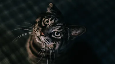 Обои кот, бомбейская кошка, черная кошка, британская короткошерстная, глаз  для iPhone X / XS бесплатно, заставка 1125x2436 - скачать картинки и фото