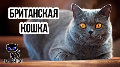 британская короткошерстная, котенок, черный кот