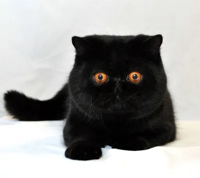 Котенок девочка британская короткошерстная (британка) черная дымчатая Harny  Mystery. - Фото кошек №22051 - SunRay