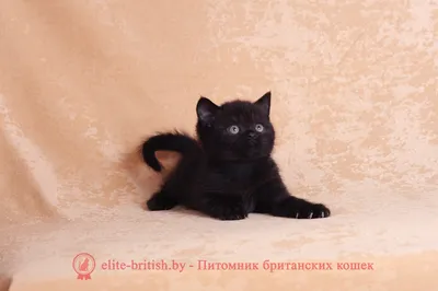 Черные британцы коты - 80 фото