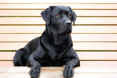 Большая черная собака порода гладкошерстная (61 фото) - картинки  sobakovod.club