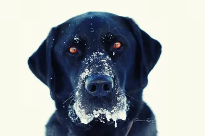 Черной собаки пост | Пикабу