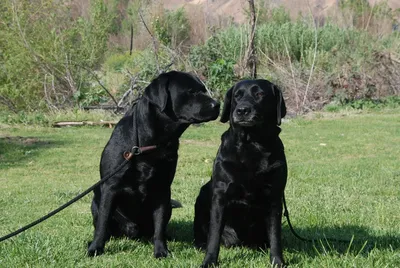 портрет красивой большой черной собаки породы трость-корсо - стоковое фото  2608897 | Crushpixel