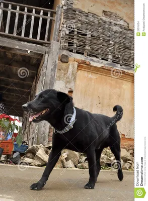 Портрет чёрной собаки на чёрном фоне - обои на рабочий стол