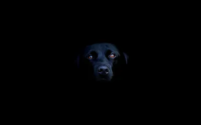 Фотообои Портрет черной собаки на стену. Купить фотообои №nus_10070 в  интернет-магазине ABC-Decor