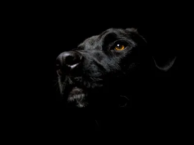 Дворняжка черной собаки стоковое фото. изображение насчитывающей ангстрома  - 44361202
