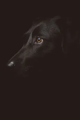 Щенок черной собаки Ховаварт Пэт Пудель, щенок, животные, carnivoran,  домашнее животное png | PNGWing
