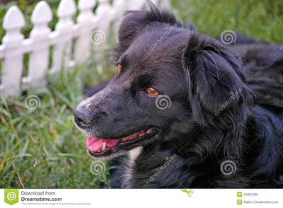 Фотография черной собаки крупным планом · Бесплатные стоковые фото