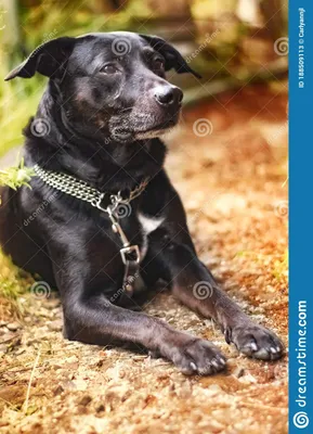 Портрет черной собаки. стоковое изображение. изображение насчитывающей  славно - 188509113
