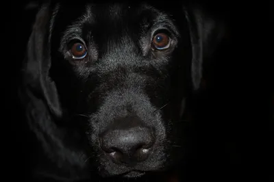 Портрет Милой Чёрной Собаки Ретривера Фоне Холма стоковое фото ©Wirestock  457248292