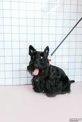 Что такое «синдром чёрной собаки» и почему люди не любят или боятся этих  питомцев | Вояжист | Пульс Mail.ru