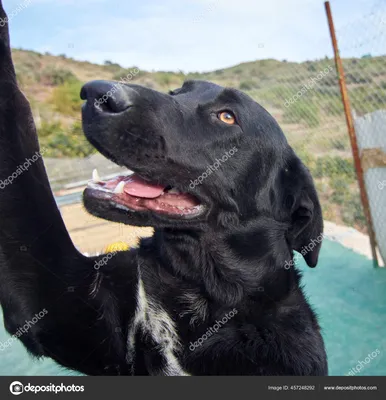 Портрет черной собаки на открытом воздухе - стоковое фото 3911907 |  Crushpixel
