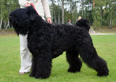 Важно позирующая голова черной собаки | Обои для телефона