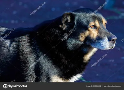 фото длинношерстной бело черной собаки · Бесплатные стоковые фото