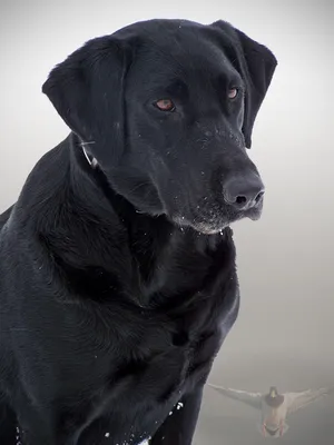Портрет черной собаки, которая сидит на скамейке в природе осени. Стоковое  Фото - изображение насчитывающей ð°ð½ð³ñ ñ‚ñ€oð¼ð°, ð¿ð°ñ€ðº: 205141182
