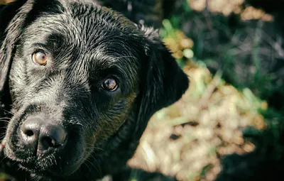 Счастливая история или долгая дорога домой одной черной собаки | Банда  Дворян (г. Москва) | Дзен