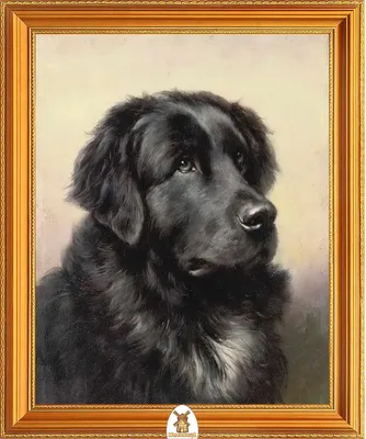 Черная средняя собака (59 фото) - картинки sobakovod.club