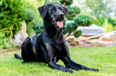 Морда черной собаки - обои для рабочего стола, картинки, фото