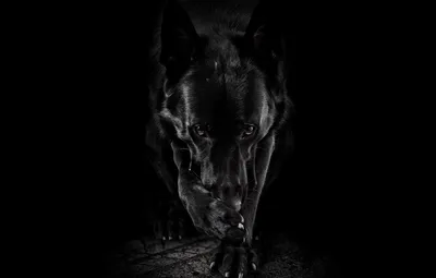Фото черной собаки - как сделать? - Фотографирование собак - Лабрадор.ру  собаки - ретриверы