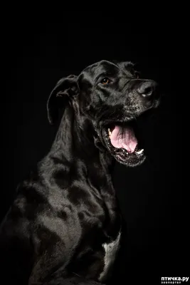 большая черная собака стоковое изображение. изображение насчитывающей  ð±oð±ñ€ð° - 8396605