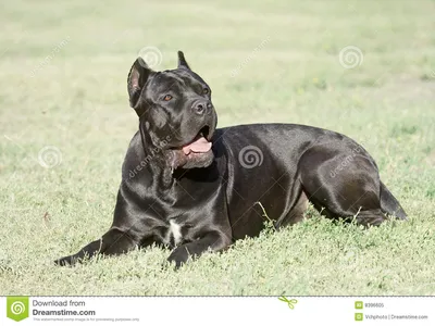 Чёрные собаки породы | Смотреть 45 фото бесплатно