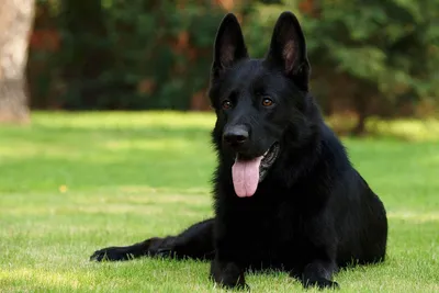 Черной собаки пост | Пикабу
