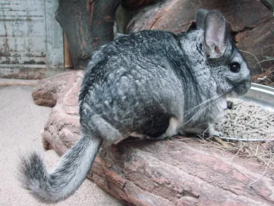 Шиншилла (Chinchilla): интересные факты, фото, виды