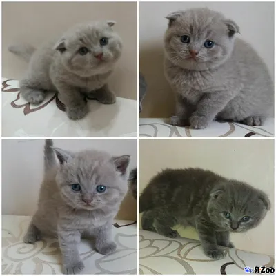 Плюшевые котята — купите кошку в Сочи за 7000 ₽ на ZooYa.ru