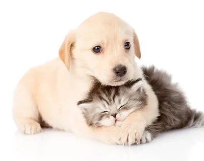 Картинка щенков Котята Ретривер коты собака 2 спящий Животные