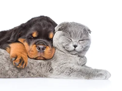Фотография щенки котенок Ротвейлер кошка собака Двое спящий животное