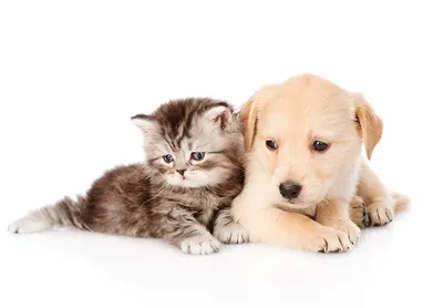 Фото щенка котенок ретривера кот собака Животные