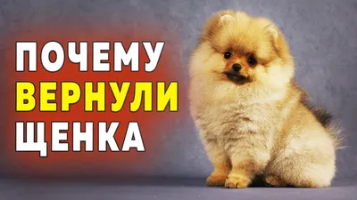 Spitz puppies are 72 days old. Why the puppy was returned to us. The  history of the Pomeranian Spitz - YouTube