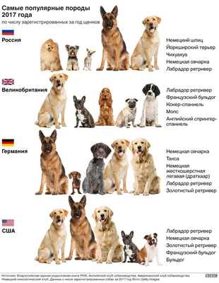 Творческий коллаж из 5 разных пород собак. Рядовой для объявления. Стоковое  Фото - изображение насчитывающей мило, собака: 208120466