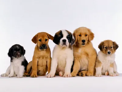 Щенки разных пород собак (43 лучших фото)