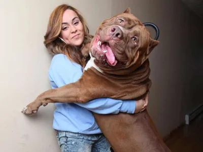 Огромная собака: Питбуль из США весит почти 80 килограммов.