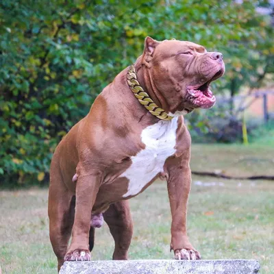 Халк из Ddkline в Instagram: «Король 👑» | Питбуль Халк, Большие собаки, Породы собак
