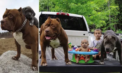 Дети самого большого в мире питбуля теперь тренируются, чтобы стать грозными сторожевыми собаками | Ежедневная почта онлайн