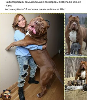 На фотографиях самый большой пес п оды питбуль по кличке Халк Когда ему  было 18 месяцев он весил больше 78 кг - выпуск №916404