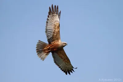 Соколообразные Falconiformes - Классификатор птиц Таганрога и Неклиновского  района - Птицы Ростовской обл.В основе-Птицы Таганрога/Некл.р-на