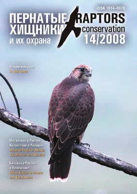 Raptors Conservation 14/2008 by Igor Karyakin - Issuu