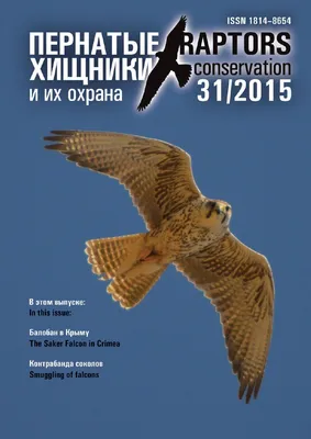 Raptors Conservation 31/2015 by Igor Karyakin - Issuu