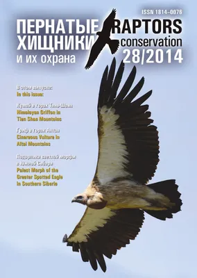 Raptors Conservation 28/2014 by Igor Karyakin - Issuu